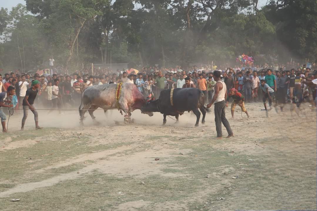 নড়াইলে সুলতান মেলায় ষাঁড়ের লড়াই