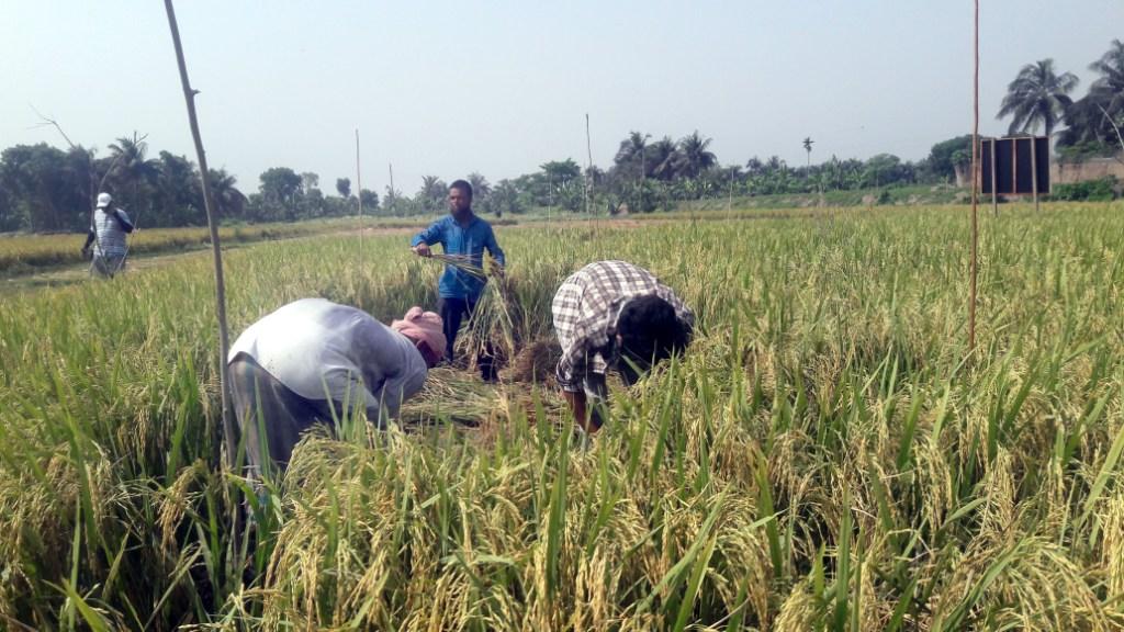 নড়াইলে উন্নত জাতের ব্রি-১০২ ধানকর্তন ও মাঠ দিবস অনুষ্ঠিত